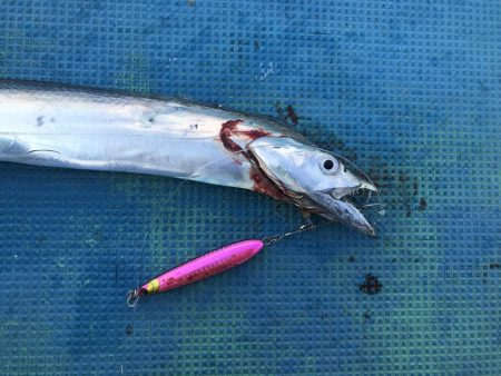 海南発の遊漁船「釣り心」さんで太刀魚ジギング