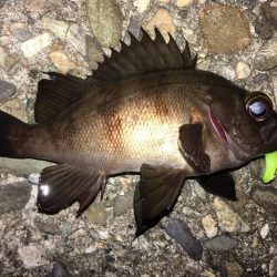 ガシラまつり♪