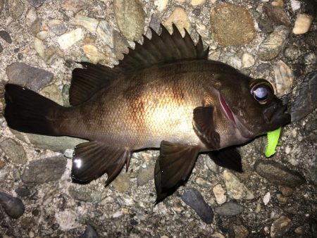 ガシラまつり♪