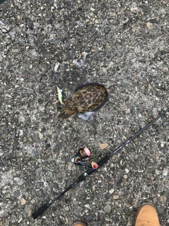 コウイカ季節到来？