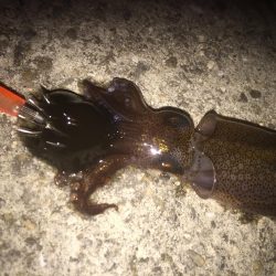 ヒイカなかなか釣れん！