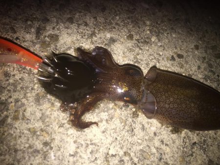 ヒイカなかなか釣れん！