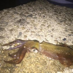 ヒイカ　リベンジ