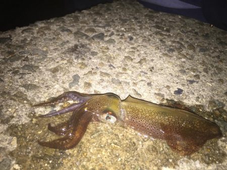 ヒイカ　リベンジ