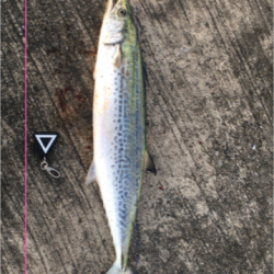 サゴシハラさん