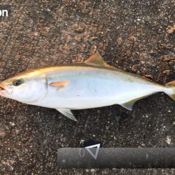 おはようフィッシュ