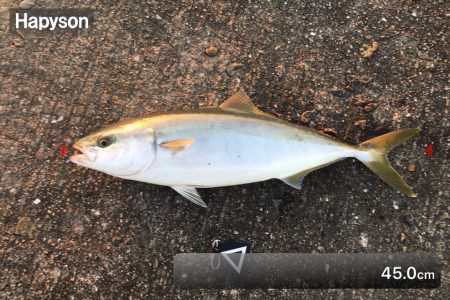 おはようフィッシュ