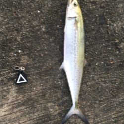 サゴシハラさんとハマティ