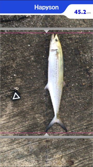 サゴシハラさんとハマティ