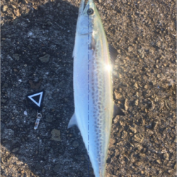 やっぱし、サゴシハラさん