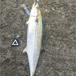 安定のサゴシハラさん