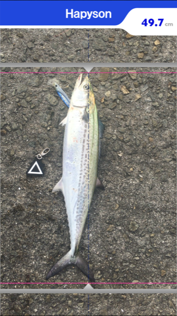 安定のサゴシハラさん