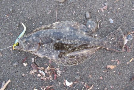 那賀川河口サーフのヒラメ