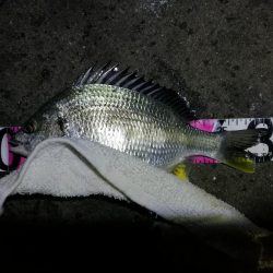 南港カモメ大橋ヘチ釣行 （キビレ30cm、ガシラ、他釣果有り）