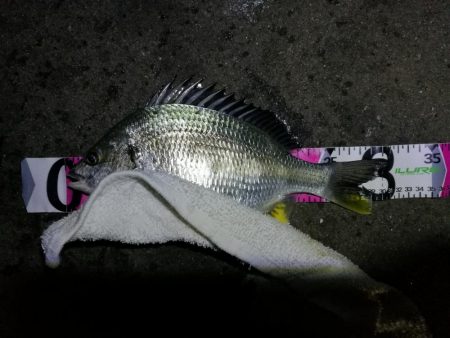 南港カモメ大橋ヘチ釣行 （キビレ30cm、…