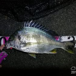 南港フェリーヘチ釣り (キビレ33cm,29cm,27cm ガシラ 釣果有り)