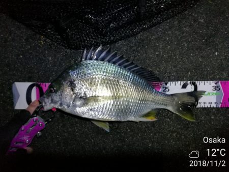 南港フェリーヘチ釣り （キビレ33cm,2…