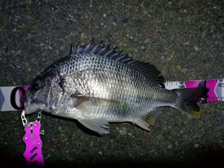 南港フェリーヘチ釣り （キビレ42cm,2…