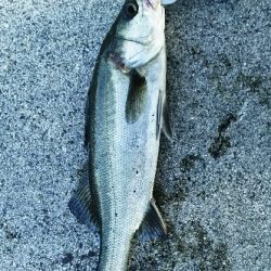 【苅田港】シーバス調査 3