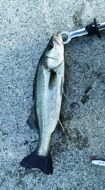 【苅田港】シーバス調査  3