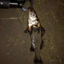 ミニチーバス祭り