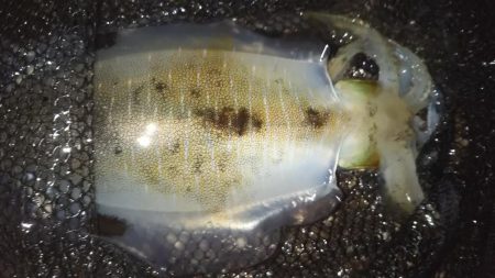 終盤アオリイカ