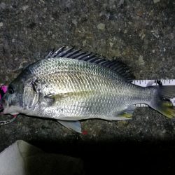 南港カモメ大橋ヘチ釣行 (キビレ36cm、ガシラ、他釣果有り)