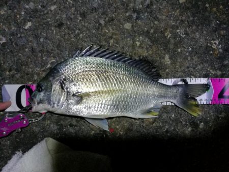南港カモメ大橋ヘチ釣行 （キビレ36cm、…