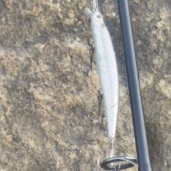 朝マズメ入れ食い