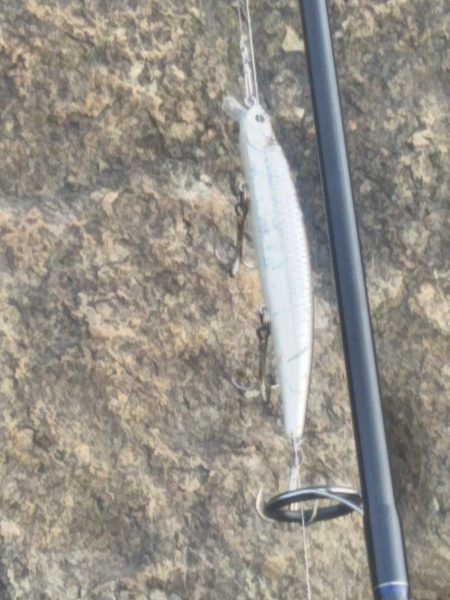 朝マズメ入れ食い