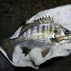 南港フェリーヘチ釣り (小真チヌ, ガシラ 釣果有り)