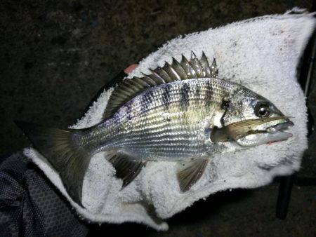 南港フェリーヘチ釣り (小真チヌ, ガシラ 釣果有り)