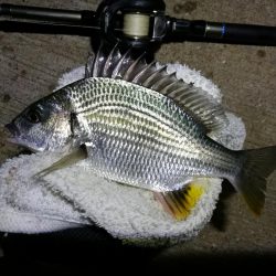 南港カモメ大橋ヘチ釣行 (釣果渋い~ 小キビレ、ガシラ 釣果のみ)
