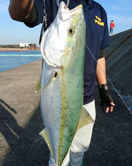 メジロと太刀魚