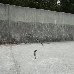 サヨリ~バシャバシャ