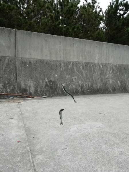 サヨリ~バシャバシャ