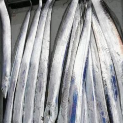 タチウオジギング