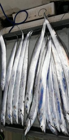 タチウオジギング