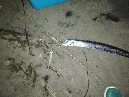 夕方からタチウオ