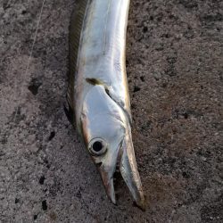 西表島でも太刀魚