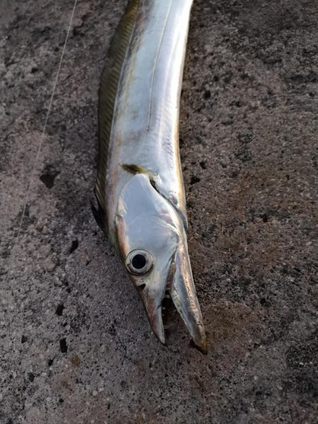 西表島でも太刀魚