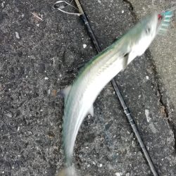 ライトショアジギング