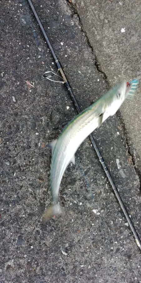 ライトショアジギング