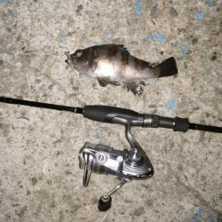 淡路島アジング