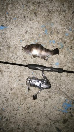 淡路島アジング