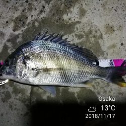 南港カモメ大橋ヘチ釣行 （キビレ42cm、ガシラ　釣果有り）