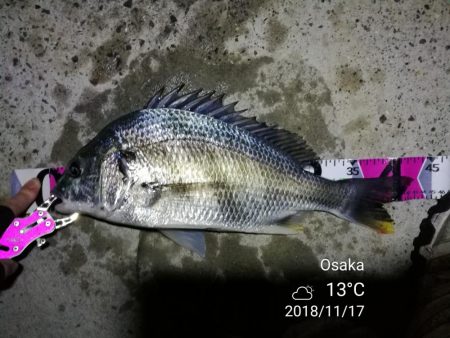 南港カモメ大橋ヘチ釣行 （キビレ42cm、…