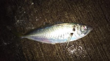 タモいらんかった