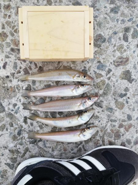 港内でキス狙い