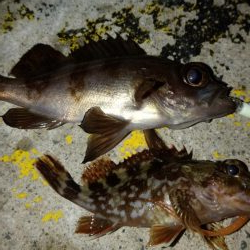 アジング終盤戦